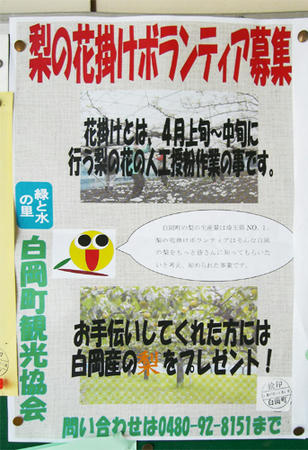 梨の花掛けボランティア募集のポスター